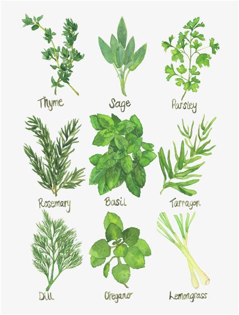 Printable Herbs